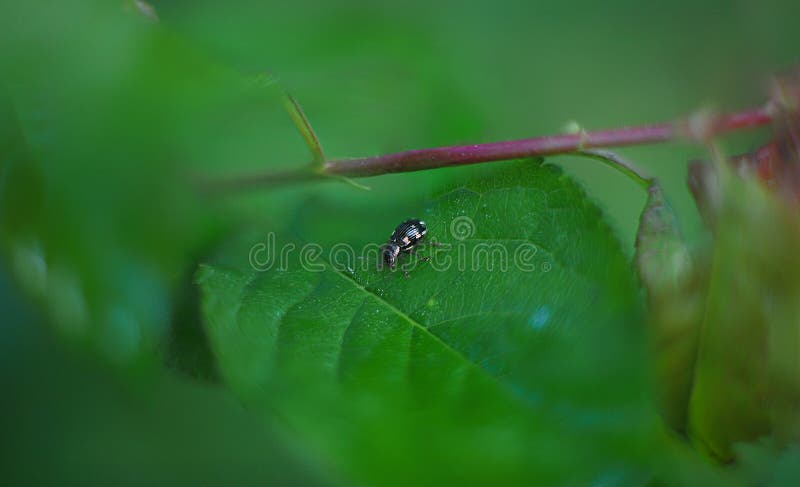 Käfer lizenzfreies stockbild