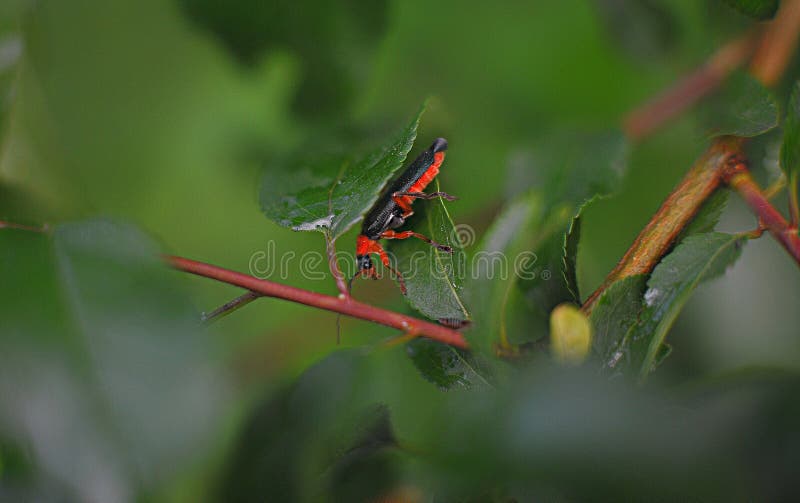 Käfer lizenzfreie stockfotos