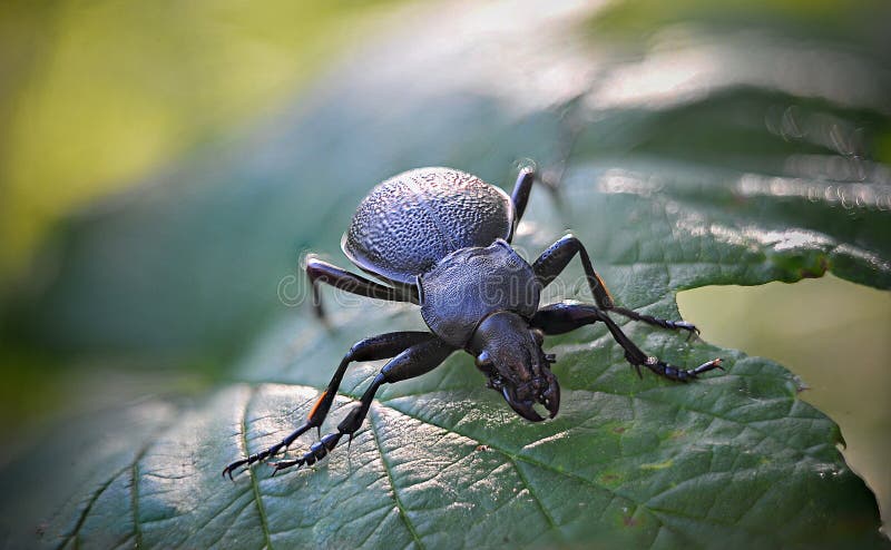 Käfer stockfotografie