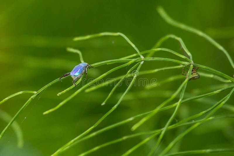 Käfer blaues Hoplie lizenzfreies stockfoto Käfer blaues Hoplie lizenzfreies stockfoto