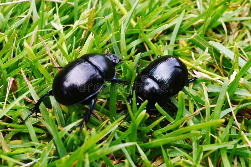 Käfer im Gras lizenzfreie stockfotografie Käfer im Gras lizenzfreie stockfotografie