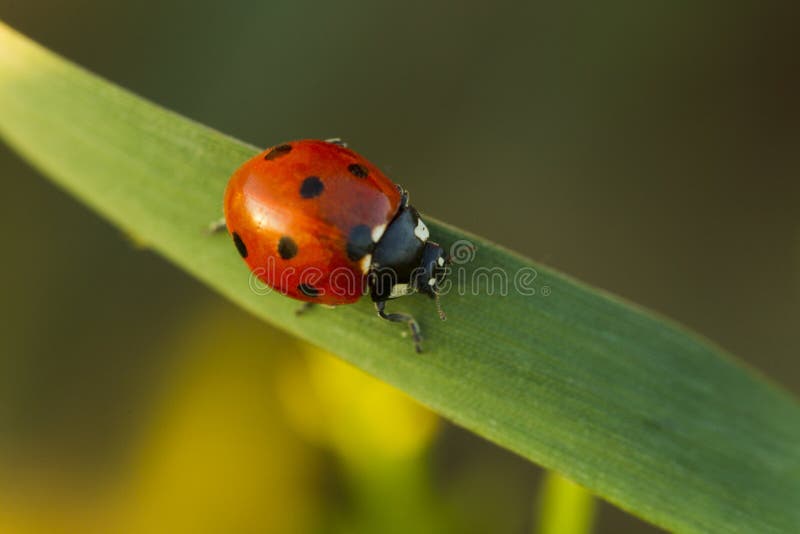Käfermarienkäfer im grünen Gras lizenzfreie stockfotos Käfermarienkäfer im grünen Gras lizenzfreie stockfotos