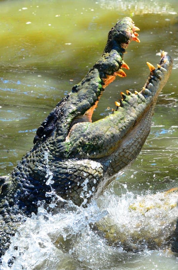 Käkar av en saltvattens- krokodil hoppar ut ur vattnet