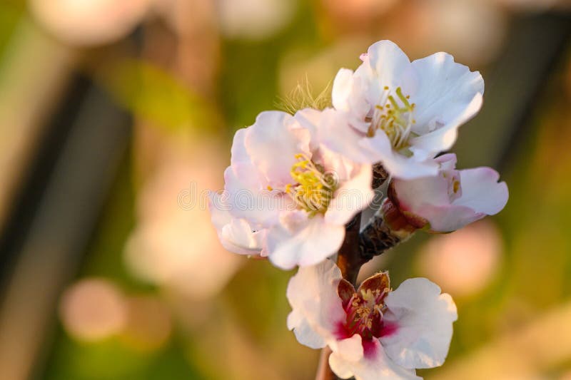 Almond flowers. Flowering almond tree in the garden. Blooming pink flowers on the branches 5. Almond flowers. Flowering almond tree in the garden. Blooming pink flowers on the branches 5