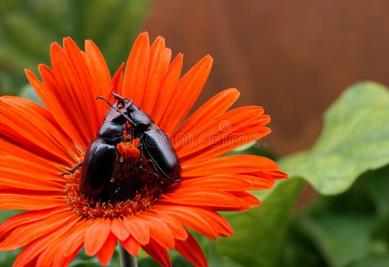 Kämpfende Käfer lizenzfreies stockbild Kämpfende Käfer lizenzfreies stockbild