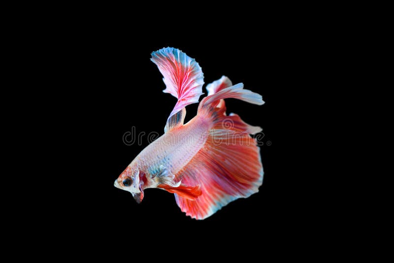 Kämpfender Fischhalbmond stockfoto Kämpfender Fischhalbmond stockfoto
