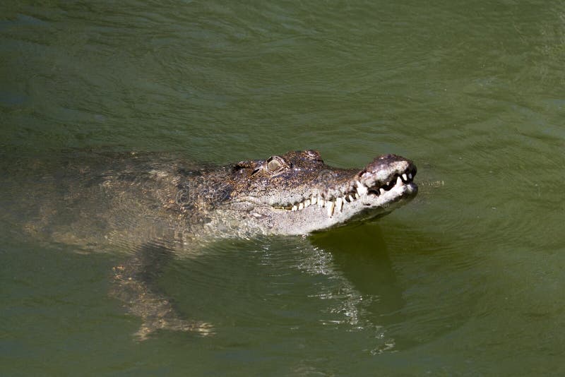 Känd latin - Crocodylusporosus