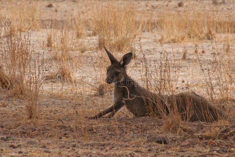 Känguru, der im trockenen Gras sich entspannt lizenzfreies stockbild Känguru, der im trockenen Gras sich entspannt lizenzfreies stockbild