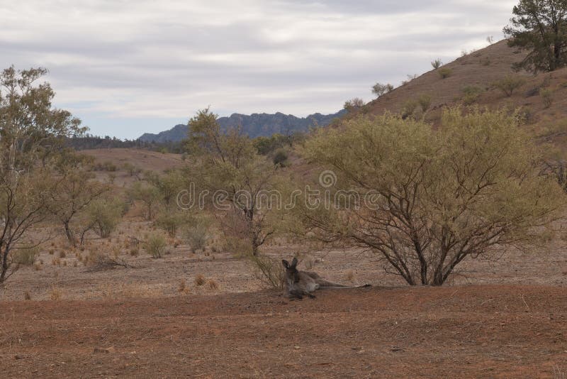 Känguru, der unter einem Busch sich entspannt stockfotografie Känguru, der unter einem Busch sich entspannt stockfotografie