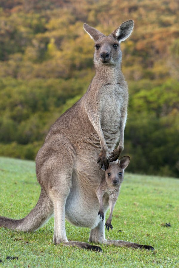 Känguru mit Schätzchen Joey in der Tasche lizenzfreie stockfotografie Känguru mit Schätzchen Joey in der Tasche lizenzfreie stockfotografie