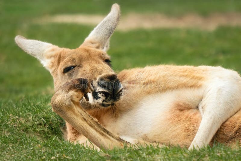 Känguru som mycket poserar något liknande en människa royaltyfri bild Känguru som mycket poserar något liknande en människa royaltyfri bild