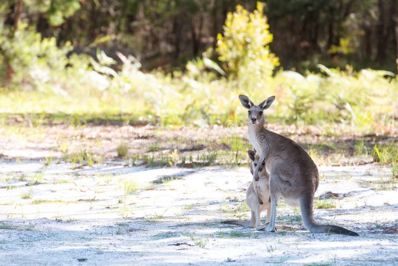 Mummy kangaroo being protective of her cute little joey. He is hiding against her and she is hugging him. Mummy kangaroo being protective of her cute little joey. He is hiding against her and she is hugging him