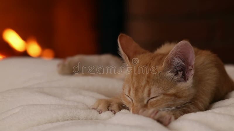 Kätzchen, das am Kamin - Nahaufnahme, statische Kamera schläft