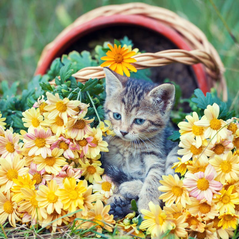 Katze in den Blumen stockbild. Bild von tiere, blühen 48497623