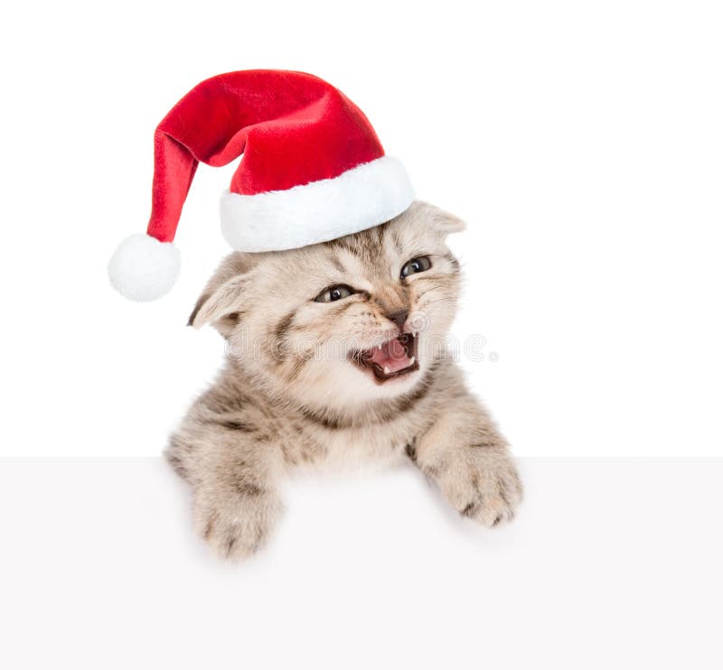 Kätzchen der getigerten Katze in rotem Sankt-Hut, der heraus wegen des Plakats schaut Auf Weiß lizenzfreie stockfotografie Kätzchen der getigerten Katze in rotem Sankt-Hut, der heraus wegen des Plakats schaut Auf Weiß lizenzfreie stockfotografie