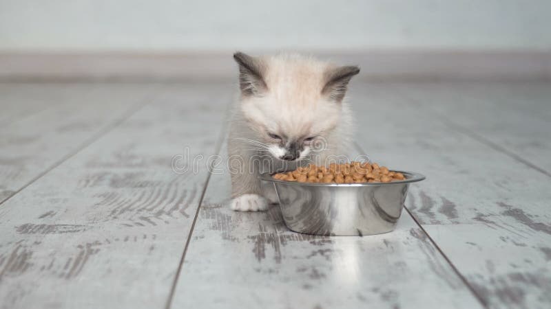 Kätzchen essen Nahrungsmittel Schüssel