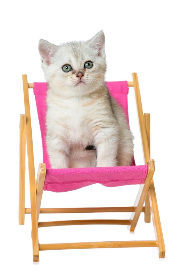 White british shorthair kitten on a deck chair. Cute british shorthair kitten isolated on white background sitting on a pink deck chair and looking up stock photos White british shorthair kitten on a deck chair. Cute british shorthair kitten isolated on white background sitting on a pink deck chair and looking up stock photos