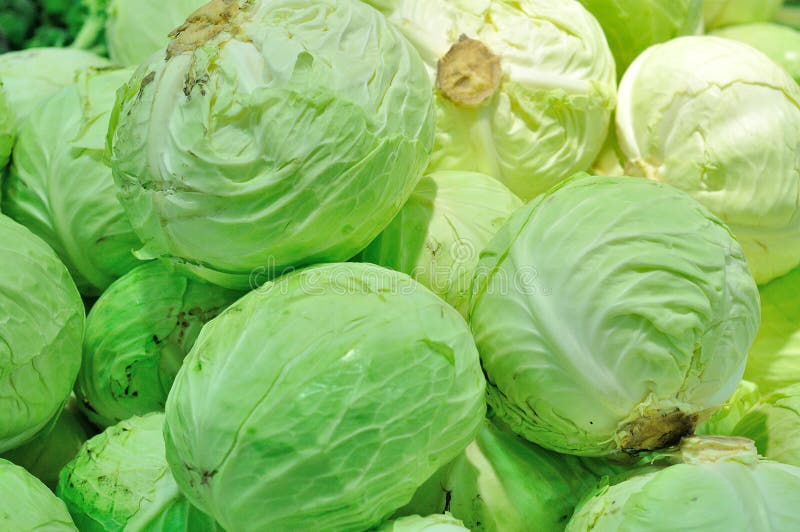 Wholesale cabbage in the grocer. Wholesale cabbage in the grocer