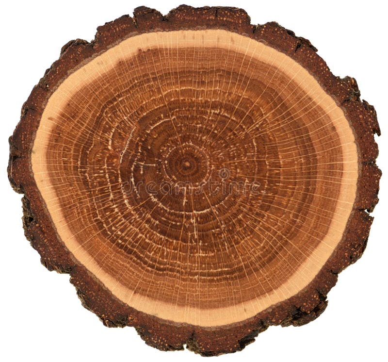 Kółkowa drewniana cegiełka z korowatymi i wzrostowymi pierścionkami Kolorowa dębowego drzewa plasterka tekstura odizolowywająca n