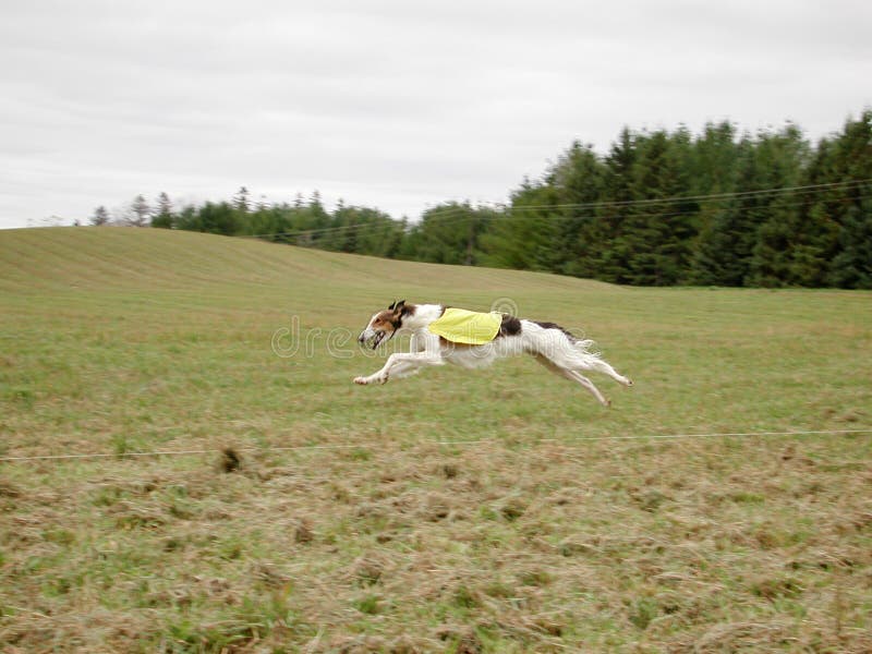 Greyhound racing in lure coursing. Greyhound racing in lure coursing