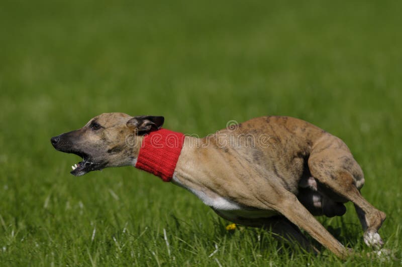 Whippet lure coursing at full speed. Whippet lure coursing at full speed