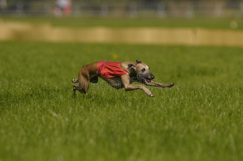 Whippet lure coursing at full speed. Whippet lure coursing at full speed