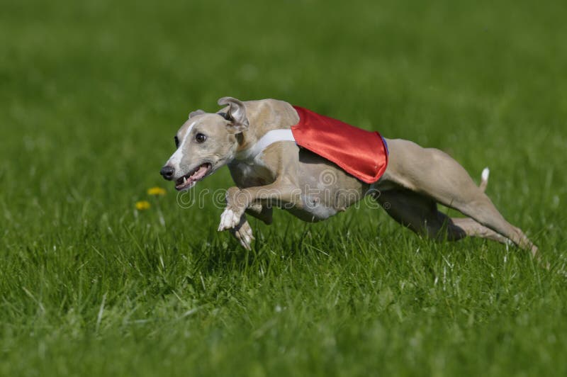 Whippet lure coursing at full speed. Whippet lure coursing at full speed