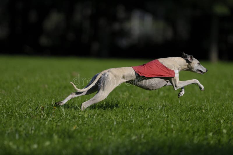 Whippet lure coursing at full speed. Whippet lure coursing at full speed