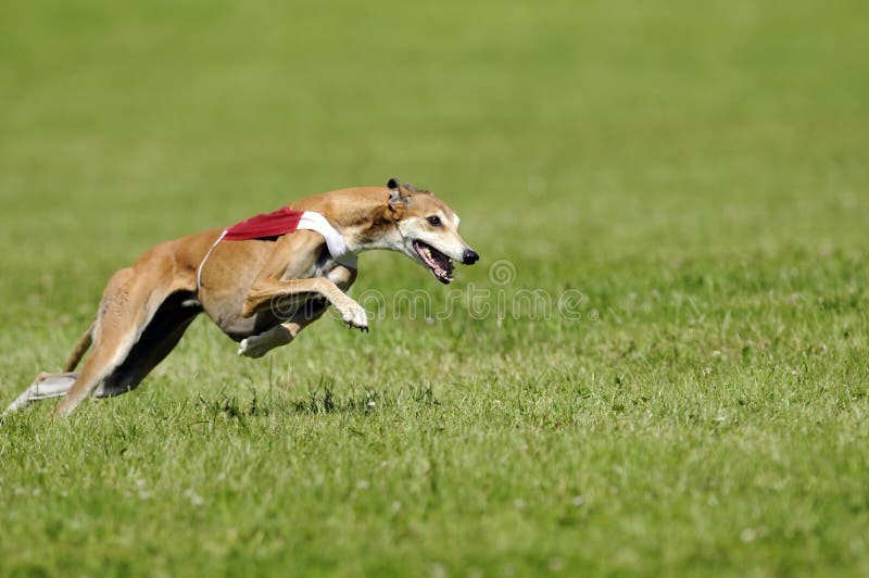 Whippet lure coursing at full speed. Whippet lure coursing at full speed