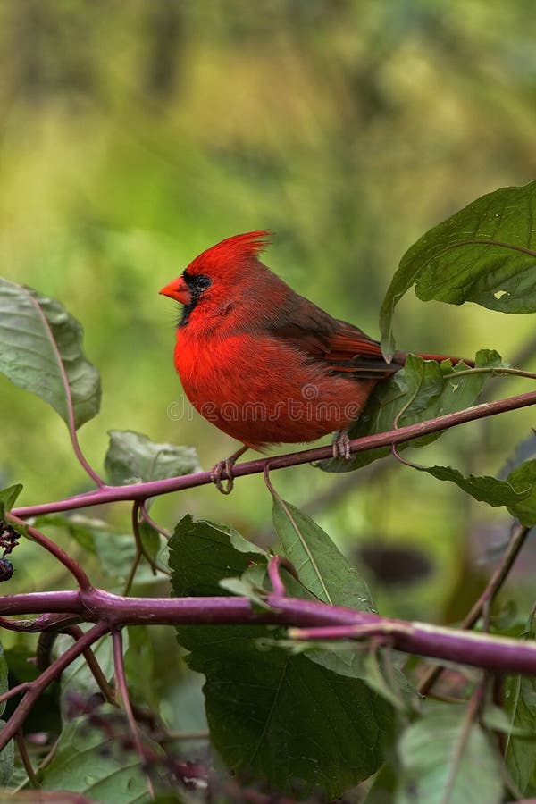 Male Cardinal on perch in natural setting. Male Cardinal on perch in natural setting