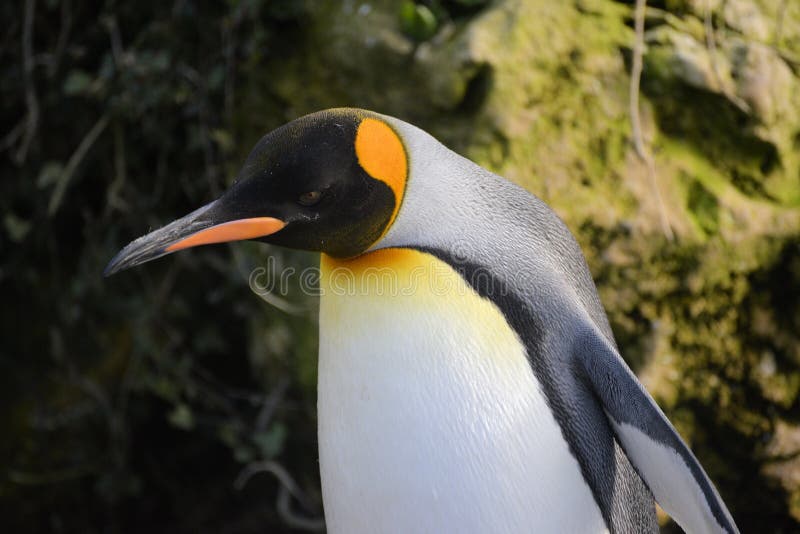 König Penguin lizenzfreie stockfotos König Penguin lizenzfreie stockfotos