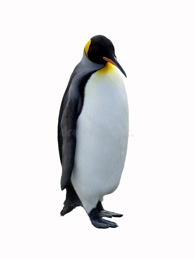 An isolated full-bofy shot of a king penguin. An isolated full-bofy shot of a king penguin.