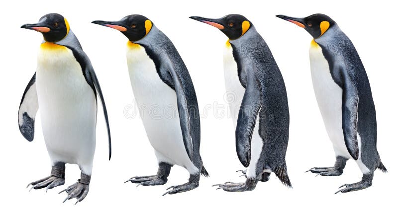 King Penguin in various poses isolated on white. King Penguin in various poses isolated on white