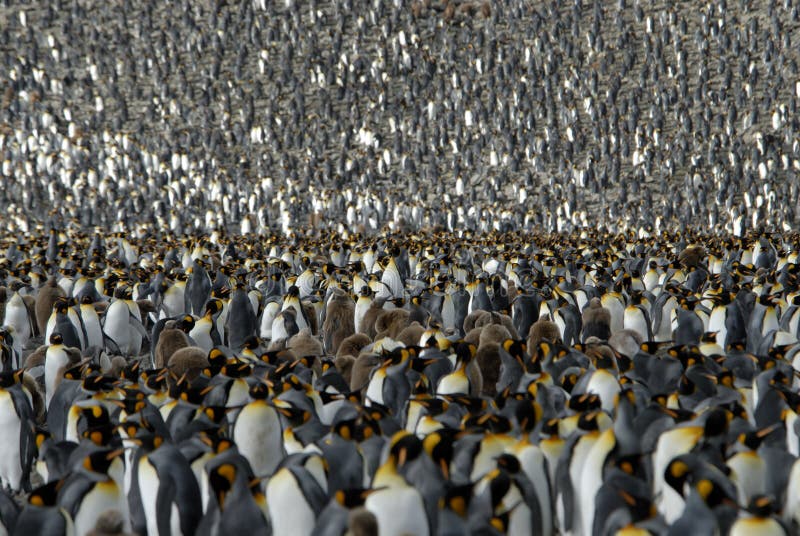 Colony King Penguin, South Georgia ,Andrews Bay. Colony King Penguin, South Georgia ,Andrews Bay