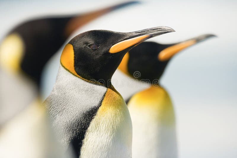 King Penguin at Falkland islands. King Penguin at Falkland islands