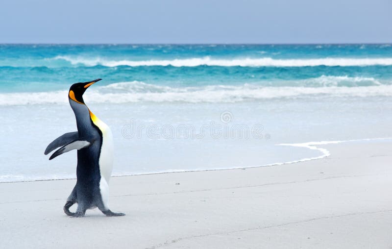 King Penguin on the beach at Volunteer Point - Falkland Islands. King Penguin on the beach at Volunteer Point - Falkland Islands