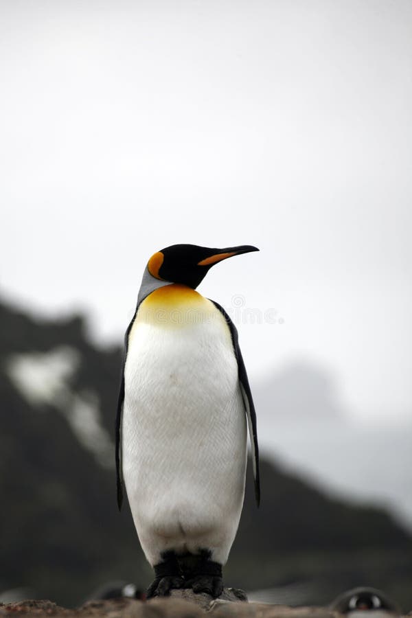 König Penguin lizenzfreie stockfotos König Penguin lizenzfreie stockfotos