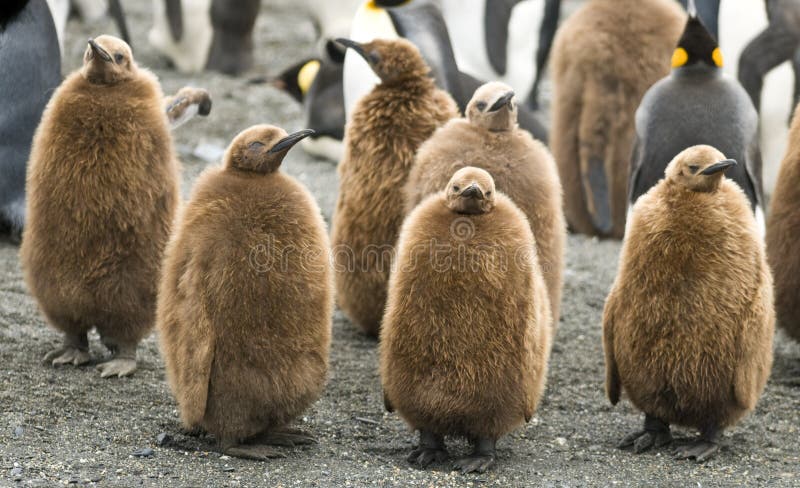 König Penguin Chicks - Str. Andrews, Südgeorgia stockfoto König Penguin Chicks - Str. Andrews, Südgeorgia stockfoto