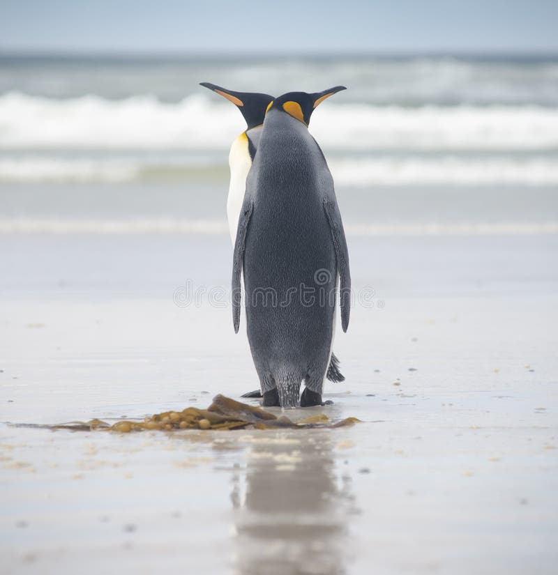 König Penguin Couple auf dem Strand am freiwilligen Punkt in Falkland lizenzfreie stockfotografie König Penguin Couple auf dem Strand am freiwilligen Punkt in Falkland lizenzfreie stockfotografie