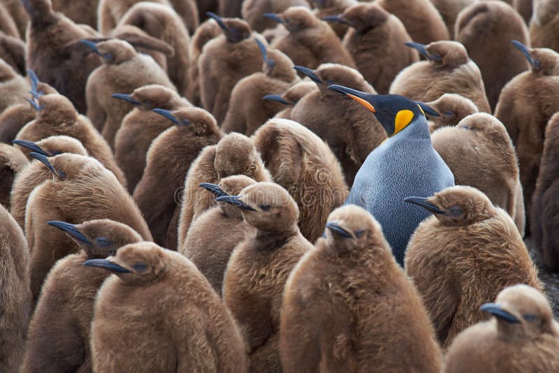 Adult King Penguin &#x28;Aptenodytes patagonicus&#x29; standing amongst a large group of nearly fully grown chicks at Volunteer Point in the Falkland Islands. Adult King Penguin &#x28;Aptenodytes patagonicus&#x29; standing amongst a large group of nearly fully grown chicks at Volunteer Point in the Falkland Islands.