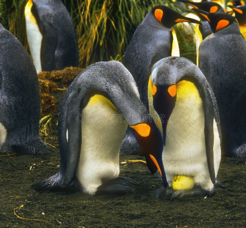 König Penguins mit Ei König Penguins mit Ei