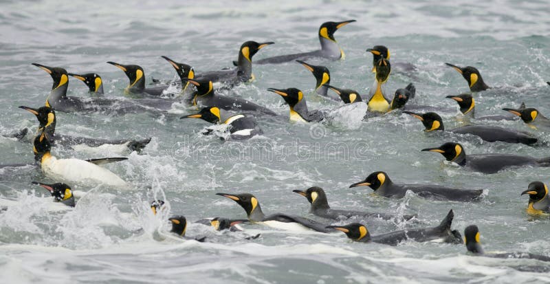 König Penguins Swimming in den Wellen stockfotos König Penguins Swimming in den Wellen stockfotos