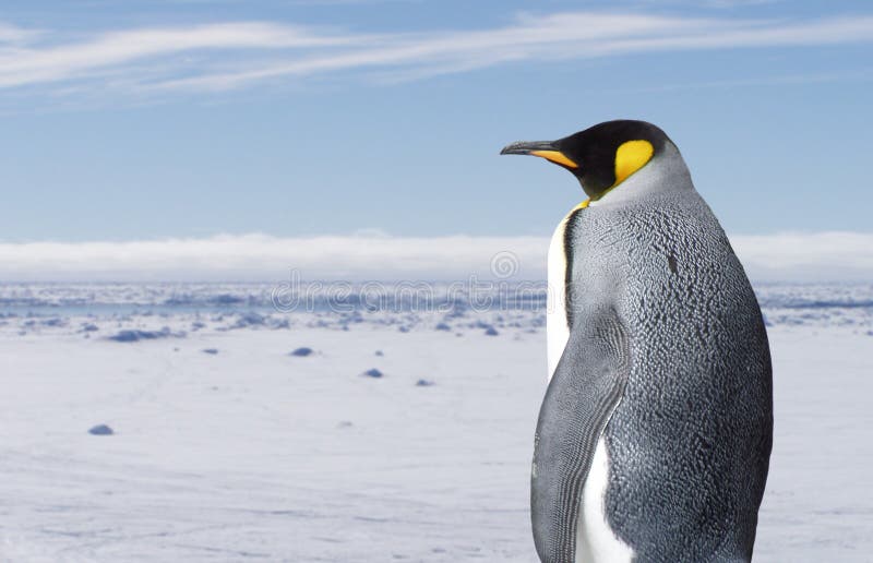 King penguin in winterscape. Penguin is in focus, the landscape is blurred. King penguin in winterscape. Penguin is in focus, the landscape is blurred
