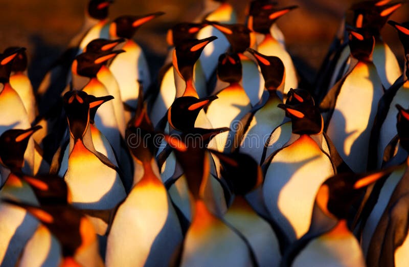 Group of king penguin in antarctica. Group of king penguin in antarctica