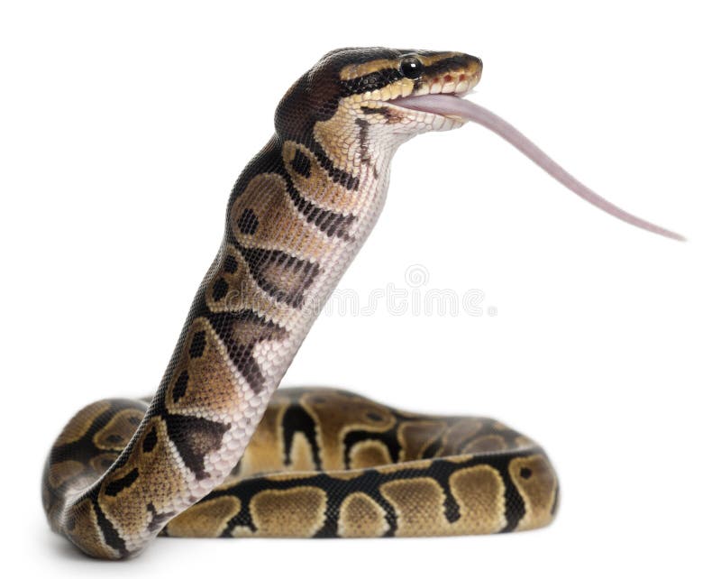 Königliche Pythonschlange der Pythonschlange, die eine Maus, Kugelpythonschlange isst lizenzfreie stockbilder Königliche Pythonschlange der Pythonschlange, die eine Maus, Kugelpythonschlange isst lizenzfreie stockbilder