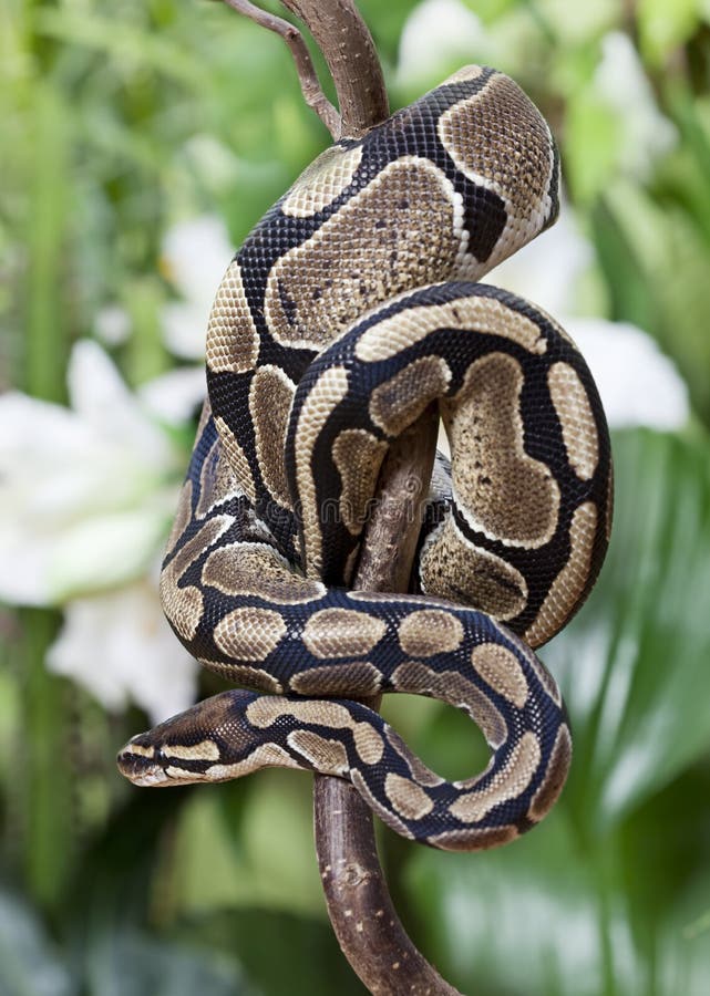 Pythonschlange-Schlange Mit Rotem Apfel Stockbild - Bild Von Giftig
