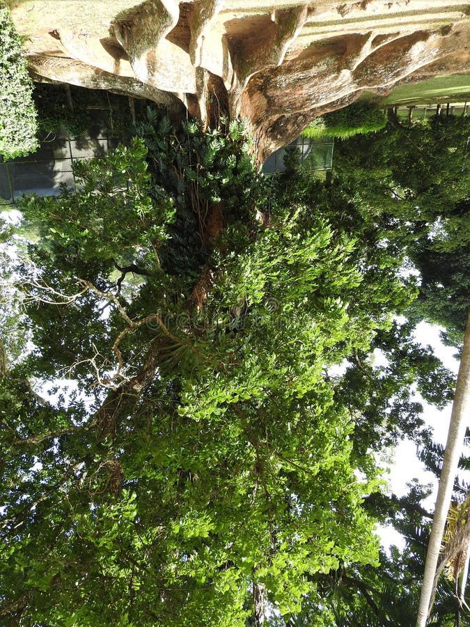 Königlicher botanischer Garten in Kandy, Sri Lanka, grüne Flora an einem klaren sonnigen Tag stockbild Königlicher botanischer Garten in Kandy, Sri Lanka, grüne Flora an einem klaren sonnigen Tag stockbild