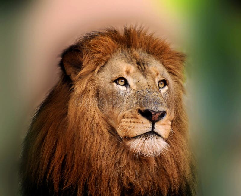 Königlicher König Lion mit scharfen hellen Augen