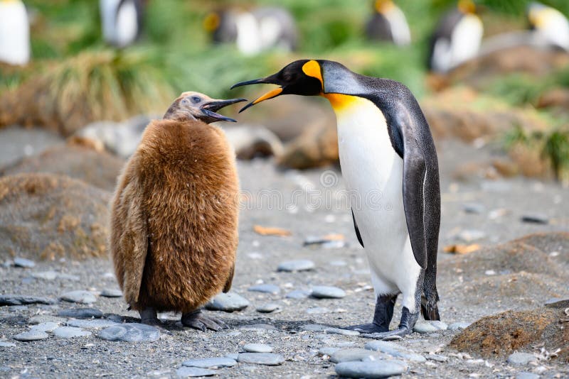 King penguins communicating together - an adult Penguin with a brown fluffy chick. King penguins communicating together - an adult Penguin with a brown fluffy chick.