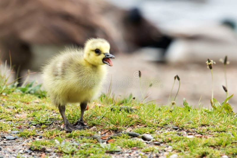 Können Sie mich jetzt hören lizenzfreie stockfotos Können Sie mich jetzt hören lizenzfreie stockfotos